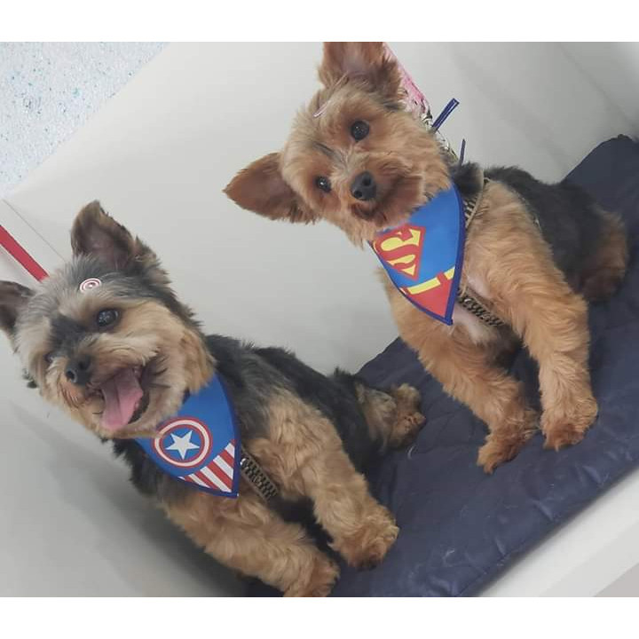 100 Bandanas P M G, 15 P, 70 M, 15 G, Com Viés Estampas Variadas Pet Shop