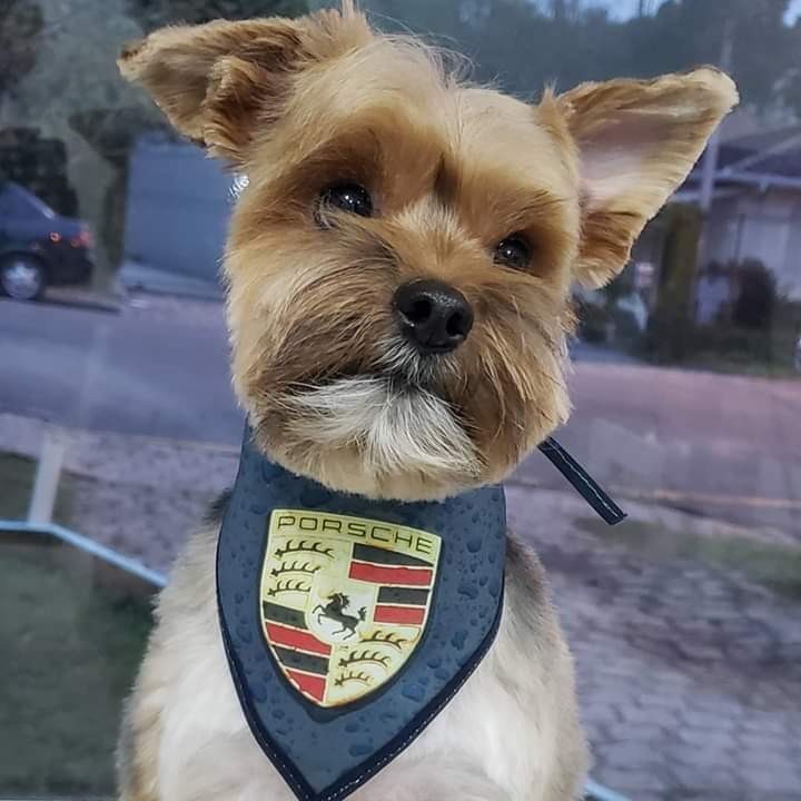 50 Bandanas Tamanho P M, 25 P, 25 M, Com Viés Estampas Variadas Pet Shop