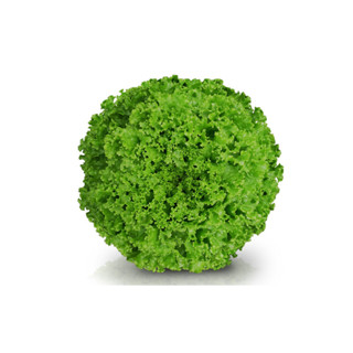 Alface Crespa Jade Peletizada Sakata 1.000 sementes em Oferta na Shopee