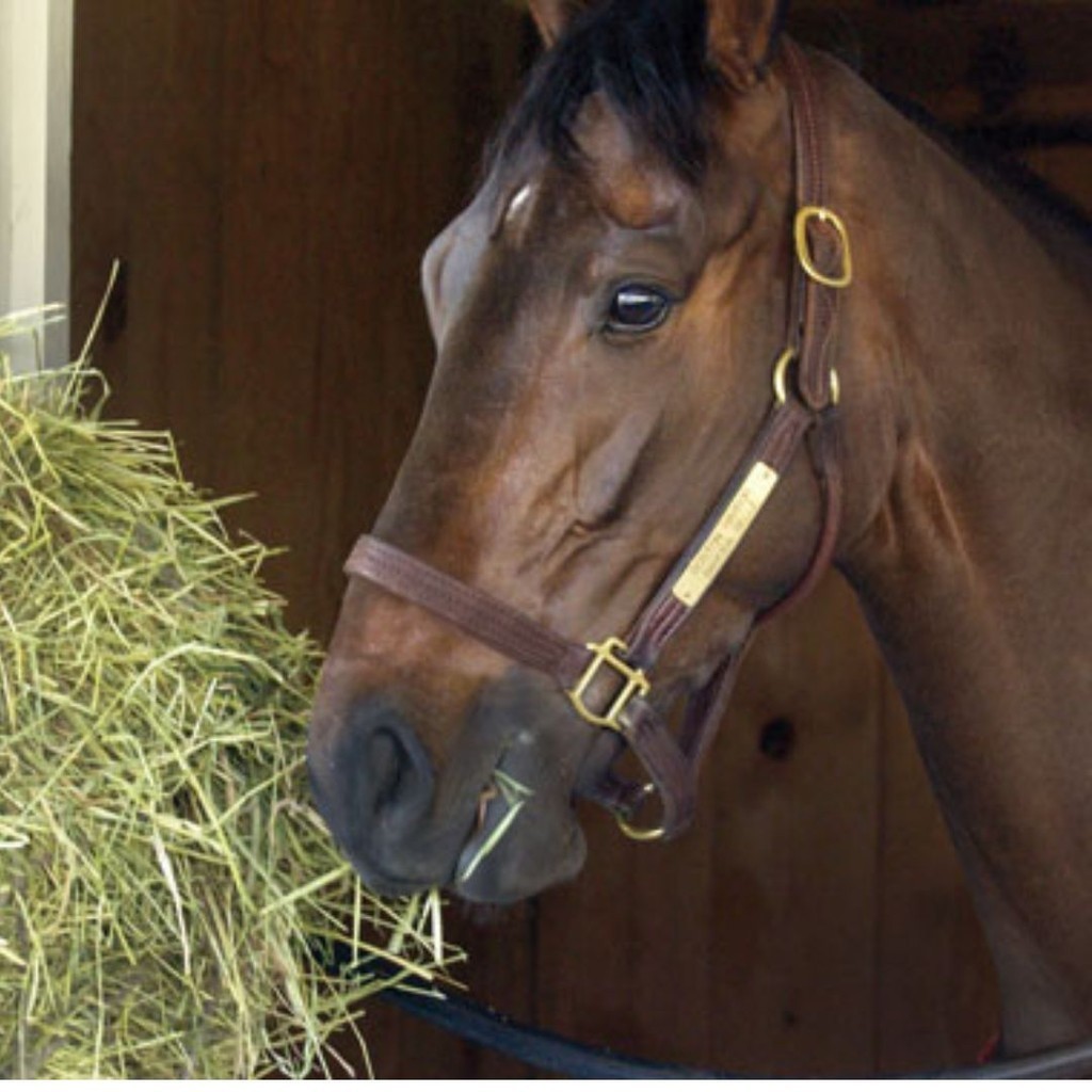 Fardo de Feno: Guia Completo e Onde Comprar | BuscaProdutos