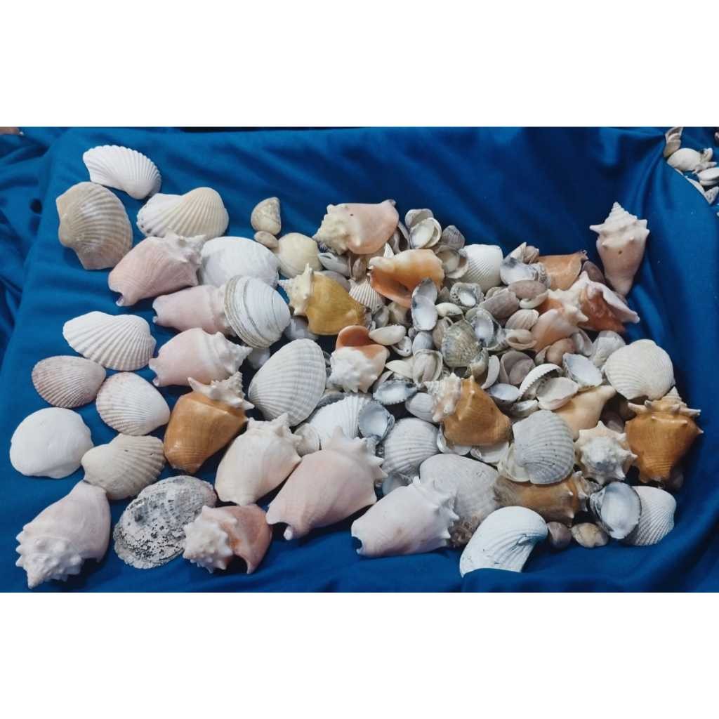 3 kilos - Conchas do mar - conchas da praia - naturais e verdadeiras - moda praia, decoração nautica
