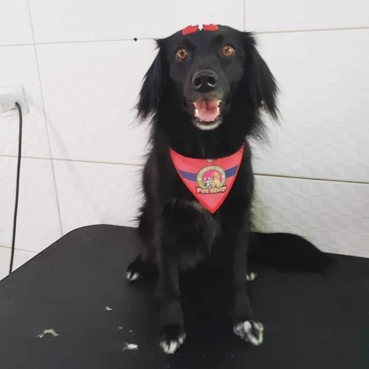 50 Bandanas Tamanho G Com Viés Personalizadas Pet Shop