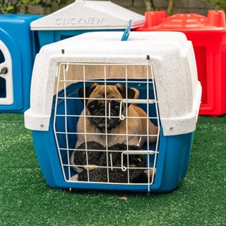 Caixa Transporte P/ Cães E Gatos Tradicional Nº 2 Clicknew em Oferta na Shopee