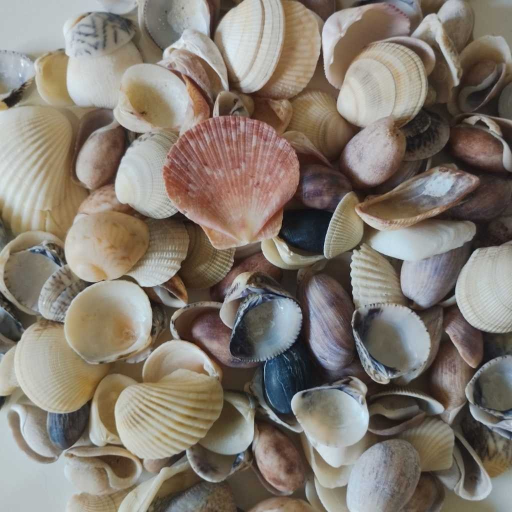 Pacotão de 1,2 kilos  - Conchas do mar naturais PEQUENAS - substrato para aquários - conchas do mar - Buso da praia - Bu