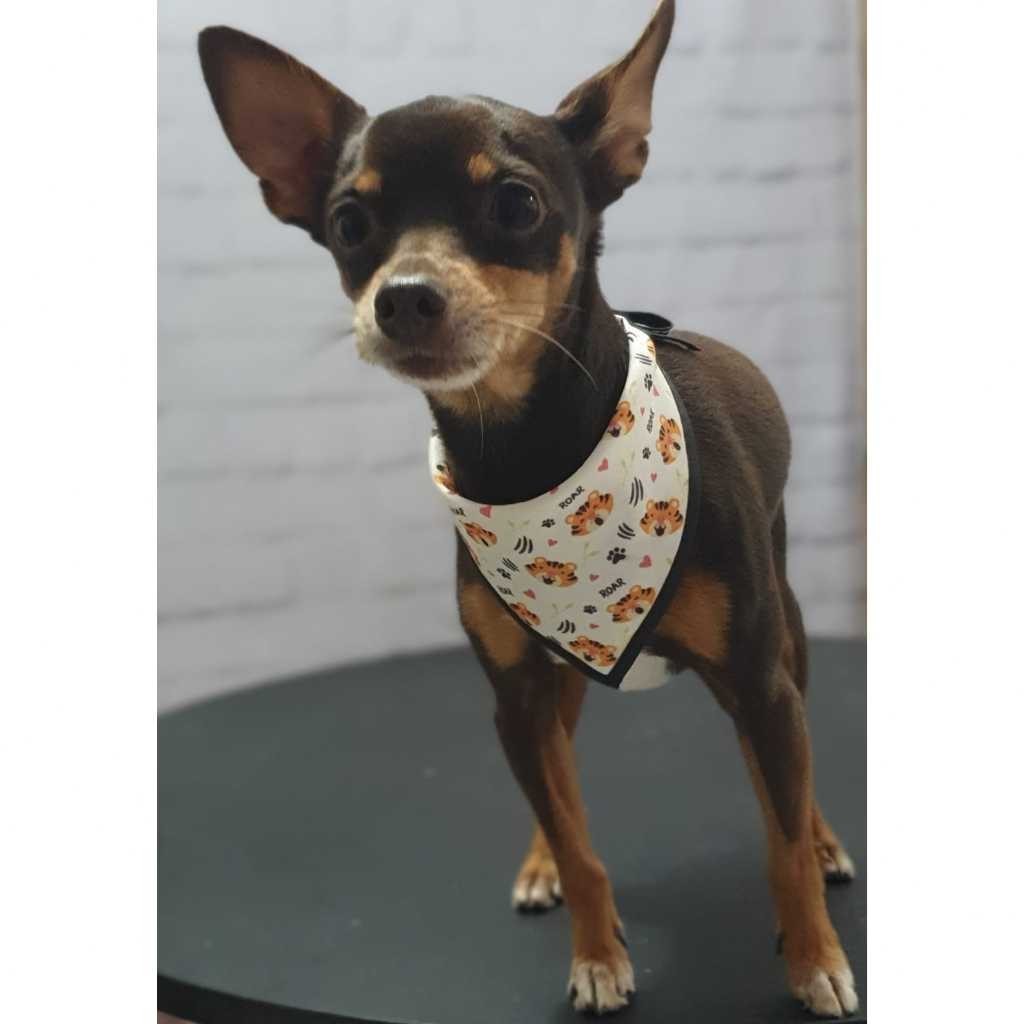 100 Bandanas Tamanho P Com Viés Estampas Variadas Pet Shop