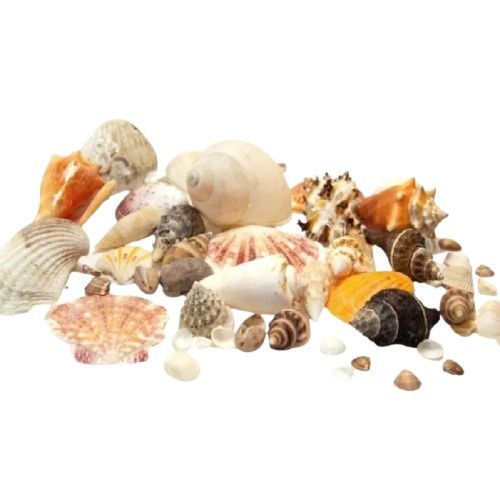 Conchas Marinhas- Decoração Praia Mar - Kit Com 580 Gramas - Conchas do Mar - Sortidas