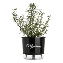 Vaso Autoirrigável N 03 Alecrim Preto - Médio - Coleção Gourmet da Raiz