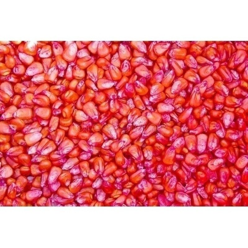 Sementes Milho 13kg Agranel Pro3