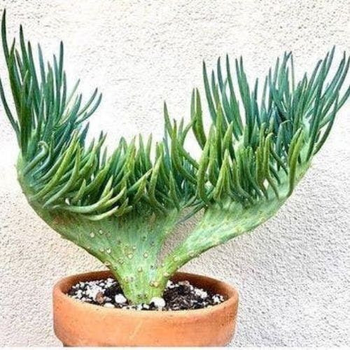 100 sements cacto rabo de sereia raro com manual de cultivo ENVIO RÁPIDO III