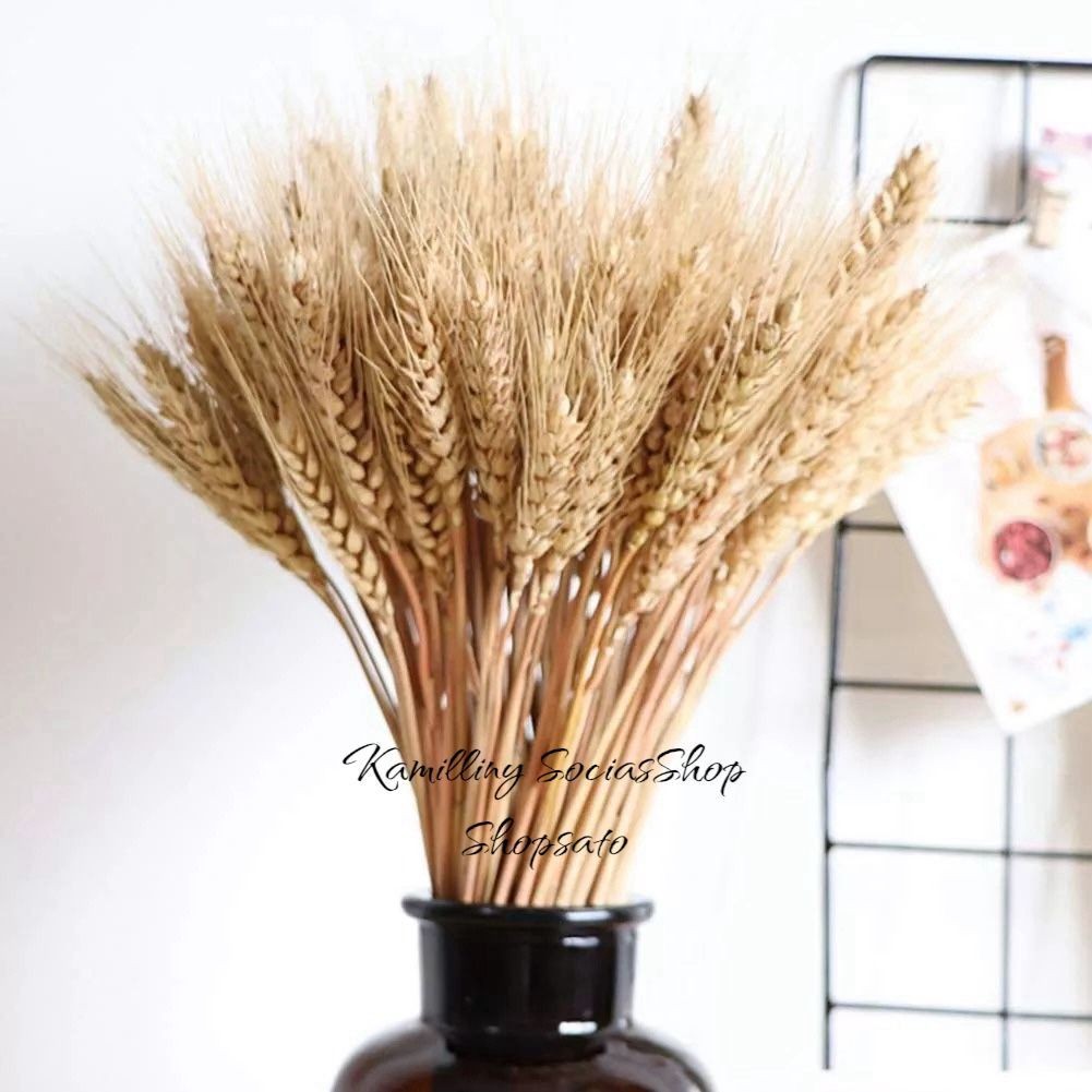 25 Hastes Trigo Seco 40cm  Decoração Buque Arranjo Desidratada Decoração Casamentos , Festas e Igrejas Enfeite