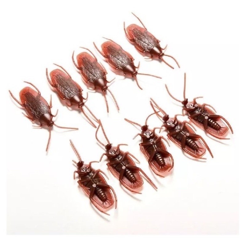 O que é Barata Borracha? Guia e Onde Comprar | BuscaProdutos