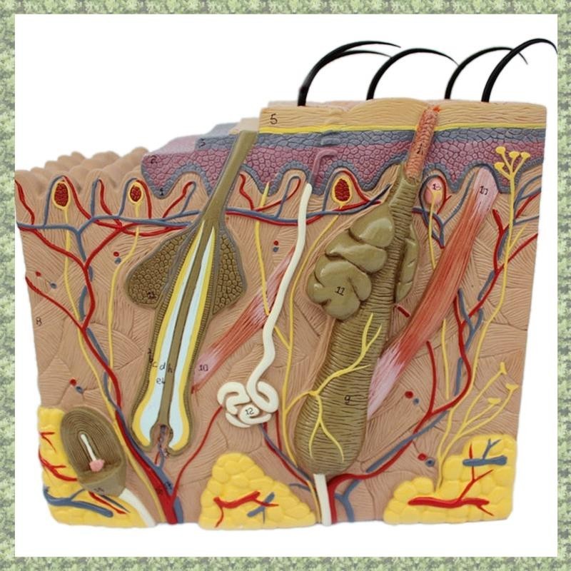 (P X C W) Modelo De Pele , Estrutura E Cabelo Ampliar Anatomia Do Para Estudo De Sala De Aula De Ciência Ensino