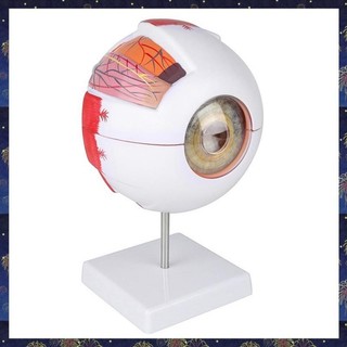 (P W X S) Modelo Anatômico De Desmontagem De Olhos 6 Vezes Nervo Óptico Ampliado Para Ensino Especial De 1 PCS