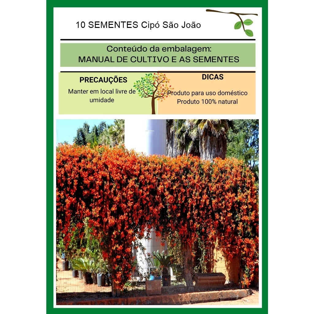 10 Sementes para Mudas Cipó São João cerca viva