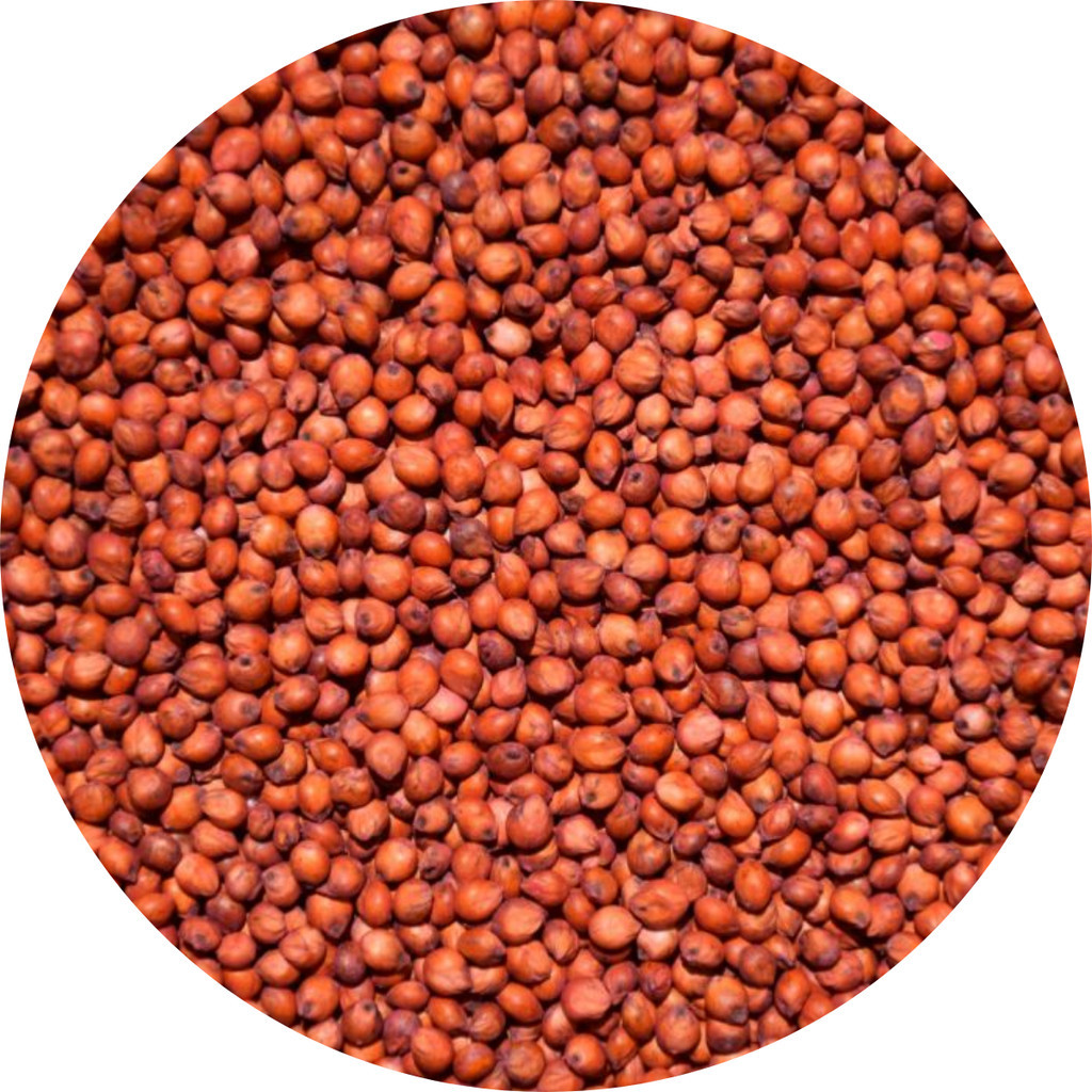 SORGO FORRAGEIRO VERMELHO 1 KG