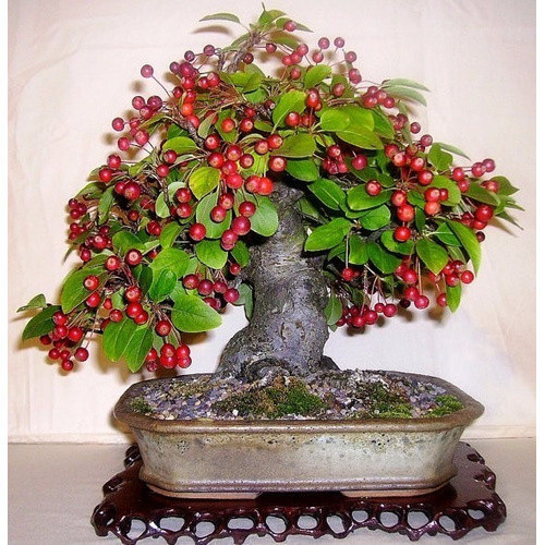 Micro Maçã Crab Apple Malus Sementes Fruta P/ Mudas E Bonsai ENVIO RÁPIDO III