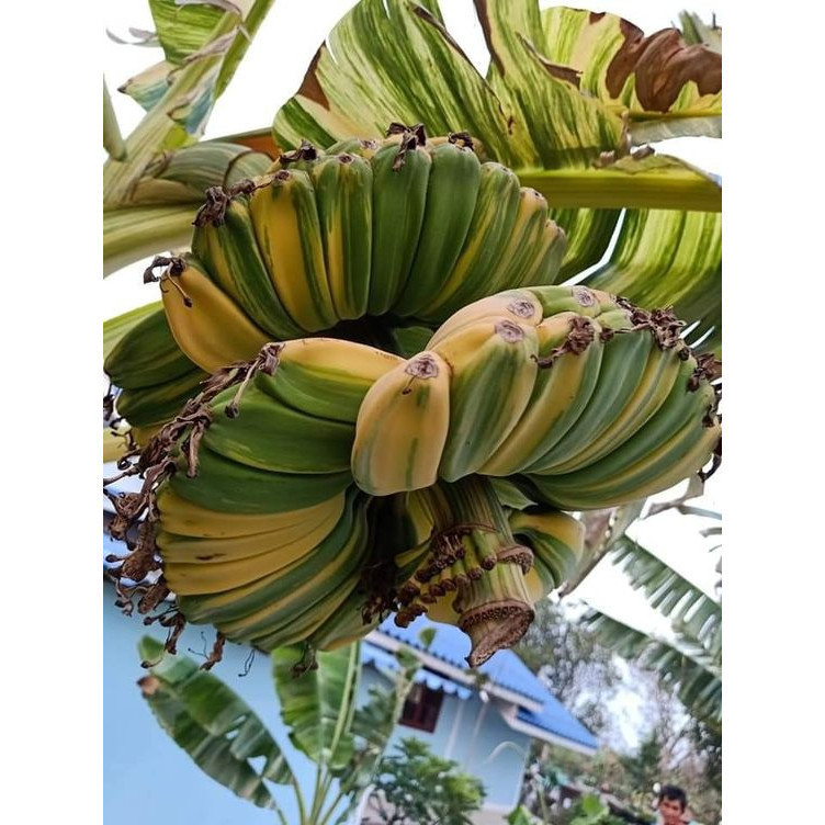 100 sements banana mãos rezando variegata com manual de cultivo ENVIO RÁPIDO!!!