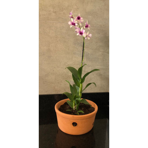 Vaso Furado De Barro Cachepot Cerâmica P/ Orquídeas 22x10cm