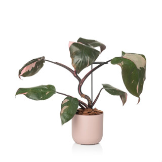 Cachepo N 2 - Coleção Due da Raiz - 12x11cm - Várias Cores em Oferta na Shopee