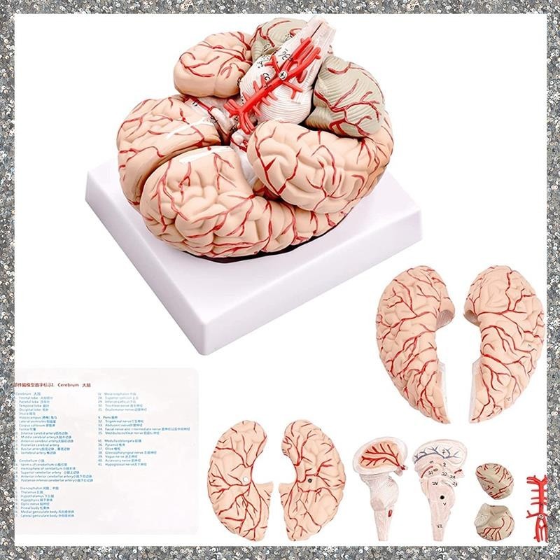 O que é Cérebro Humano para Estudo? Guia e Onde Comprar | BuscaProdutos