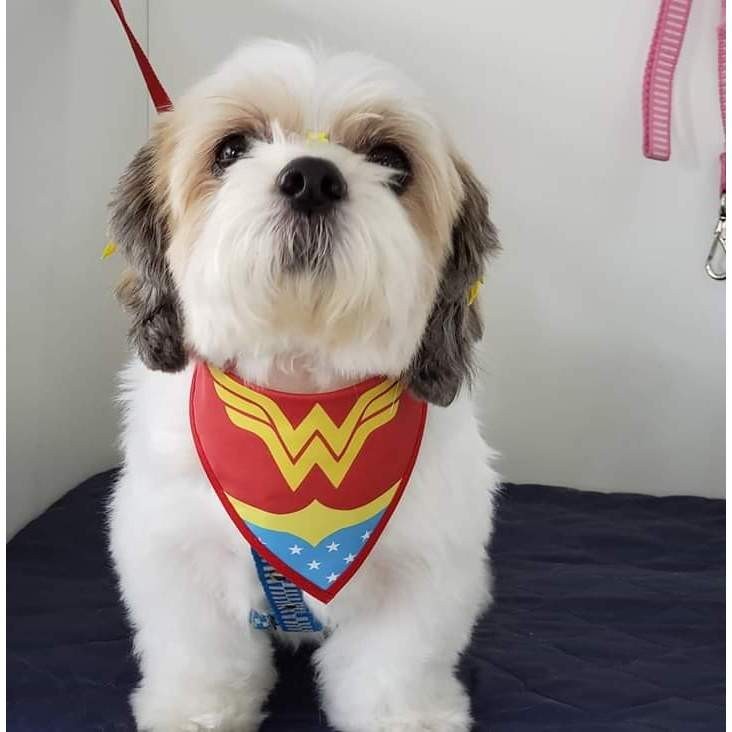 10 Bandanas Tamanho M Com Viés Pet Shop