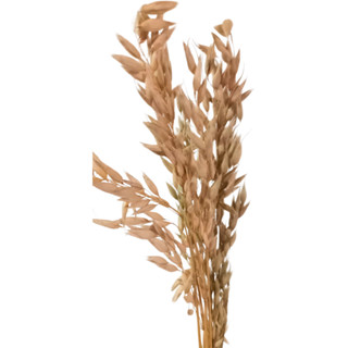 Ramos de Aveia Natural sem Alvejamento para Roedores 20 hastes em Oferta na Shopee