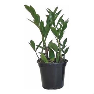 Muda de Zamioculca, Planta da Fortuna, Feng Shui em Oferta na Shopee