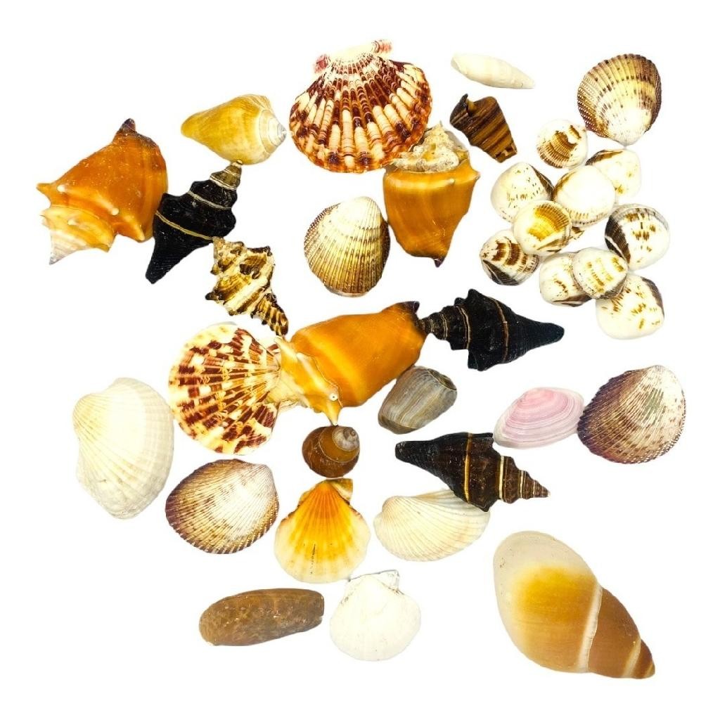 Conchas Do Mar Naturais 360 Gramas Pacote Com Mix De Conchas em Oferta na Shopee