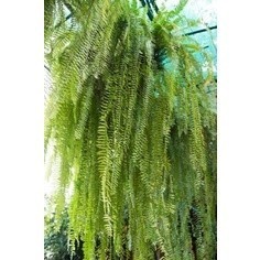 100 sements samanbaia americana com  manual de cultivo ENVIO RÁPIDO!!!