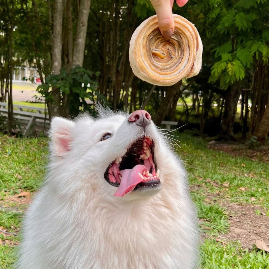 Mordedor Pet Para Cães Natural Couro Bovino Desidratado PetBem Discão - 1un