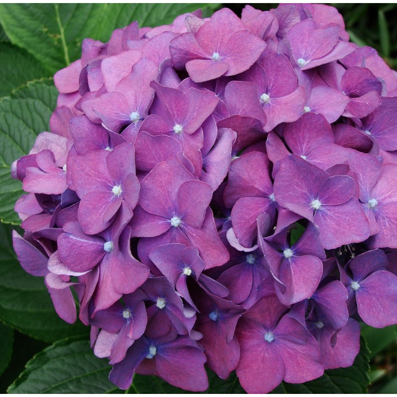 200 sementes Hortênsia Flor Roxa ll