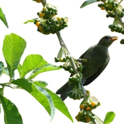 Fruta Do Sabiá - Ótima Para Vasos E Solos ENVIO RÁPIDO I