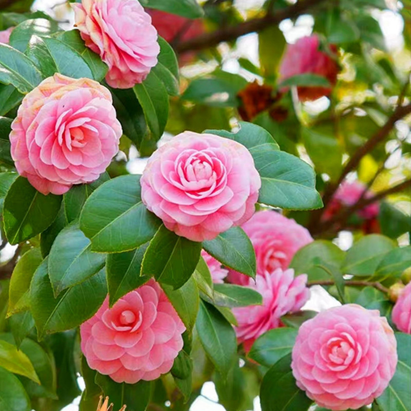 pcs/pack Camélia Rosa 200 500 Sementes para Plantar Flores Bonsai Sementes de Flor de Camélia Fácil de Cultivar