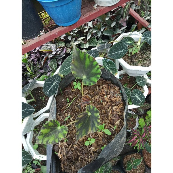 Sementes de Begônia Negra (Black Begonia) 200-500 Unidades | Planta Ornamental Fácil de Cultivar para Jardim e Vaso