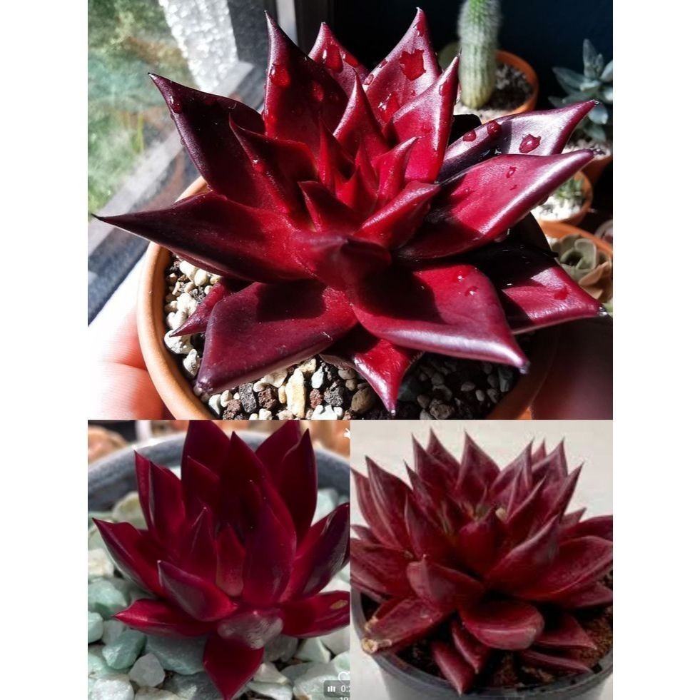 ENVIO SUPER RÁPIDO 100 sementes suculenta Mammillaria bocasana com manual de cultivo pronta entrega envio em 24h l T1