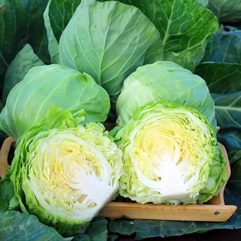 Sementes de Repolho Verde Híbrido F200 500 Unidades para Plantio | Hortaliça de Alta Germinação para Horta e Jardim