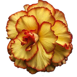 1.000 grandes sementes de rosa do deserto amarelas triplas em Oferta na Shopee