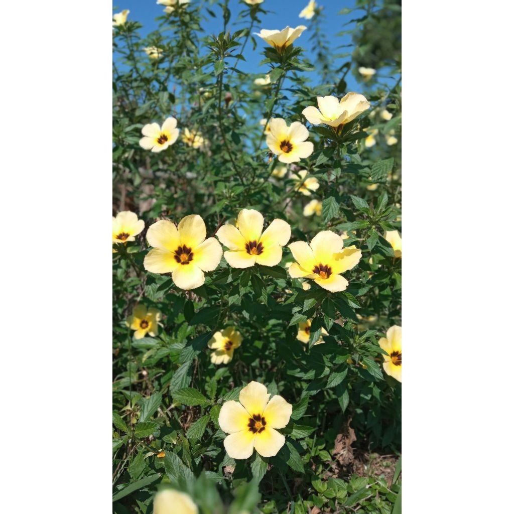 xanana100 Sementes de Com Manual de cultivo I