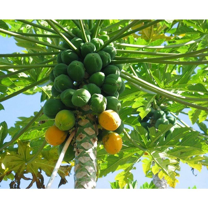 Sementes de Mamão Papaya Anão para Plantio 200/500 Unidades Alta Germinação Fruta Doce Horta Jardim