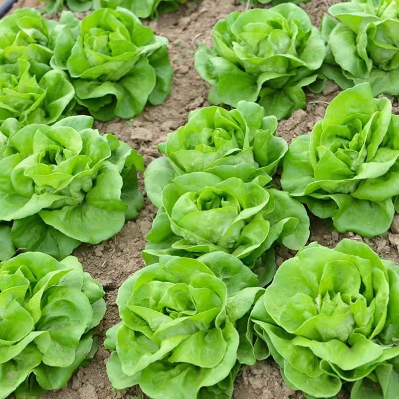 Semente de Alface Folha de Manteiga - Alface de Alta Qualidade 200 500 Sementes Variedade Rápida Plantas Vegetais de Alf