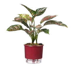 Vaso Autoirrigável N 03 - Médio - Geleia de Framboesa - 16 x 14cm - Coleção Terrazzo Raiz
