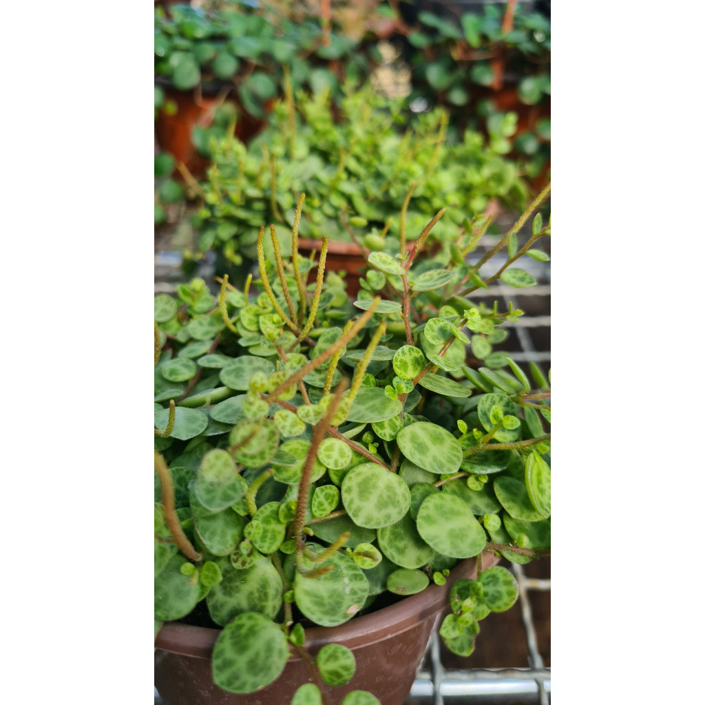 100 sements Peperômia prostrata com manual de cultivo h