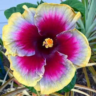 100 sementes hibisco com manual de cultivo pronta entrega envio em 24h I
