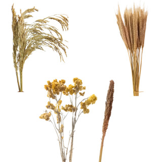 Kit 4 Sprays Naturais p/ Terrário Hamster e Roedores – Trigo Arroz Sorgo Marcela (Enriquecimento) em Oferta na Shopee