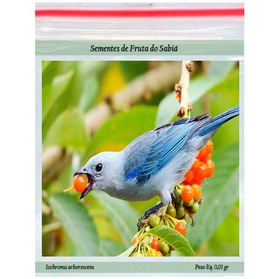 Sementes de Fruta do Sabiá