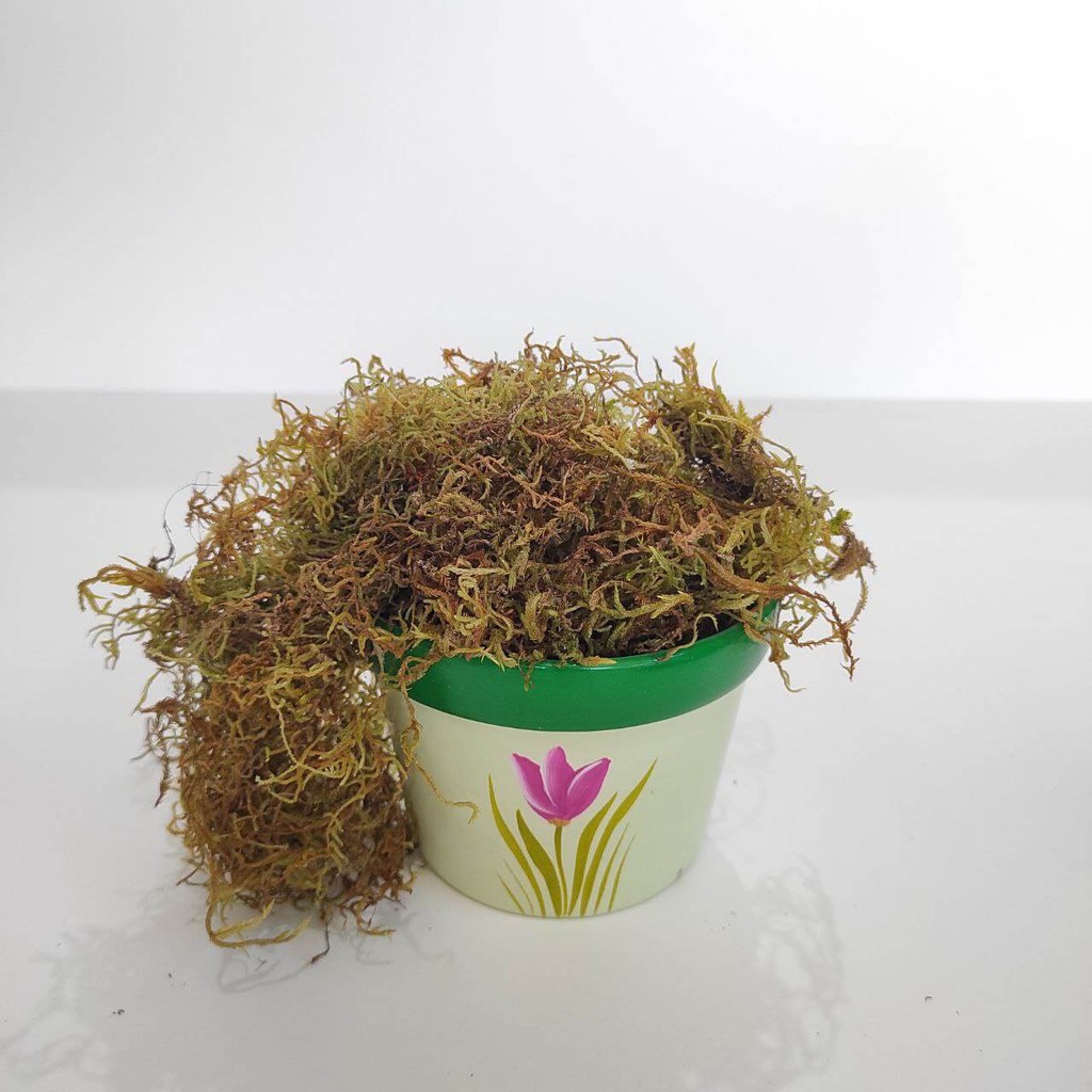 Kit 4 Pacotes de Musgo cada Pacote com 40g — imagem 2 de 2