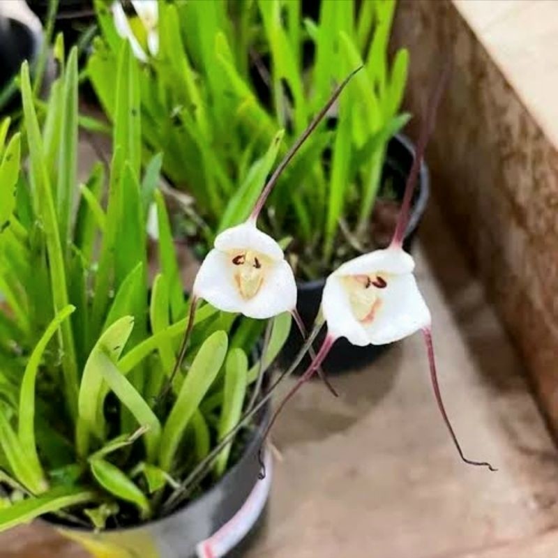 Sementes de orquídea cara de mico (Dracula lotax) hs