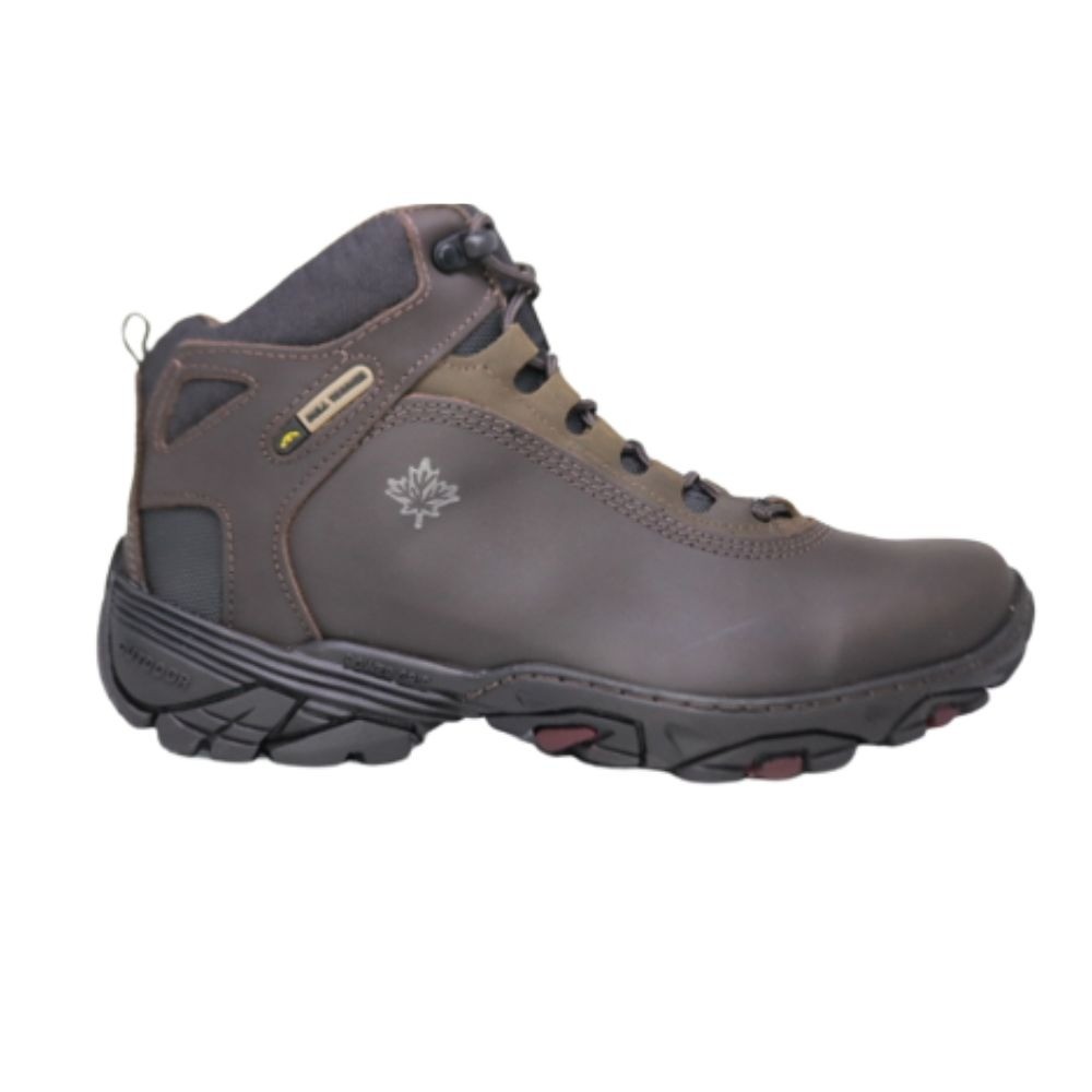 Bull Terrier Canadian: Onde Comprar | BuscaProdutos