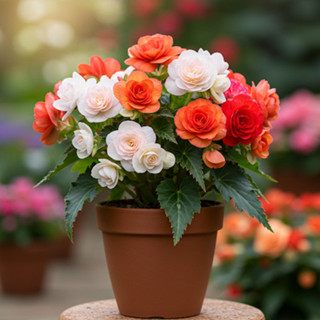 100 Sementes de begonia sortidas varias cores Premium em Oferta na Shopee