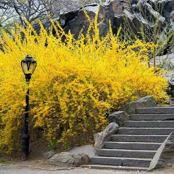 100 Sementes de Forsythia (Sino Dourado) Com Manual de Cultivo II